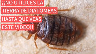 ❌ALTO❌ NO UTILICES LA TIERRA DIATOMEAS PARA ELIMINAR LAS CHINCHES DE CAMA HASTA VER ESTE VIDEO [upl. by Brock]