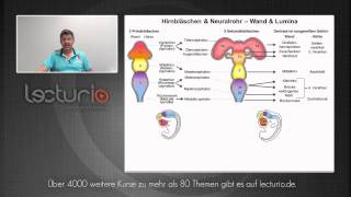 Zentrales Nervensystem  Hammerexamen  Dr med SteffenBoris Wirth bei Lecturio [upl. by Deckert578]