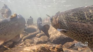 Schuylkill County Trout Stocking [upl. by Atteroc]