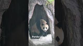 Panda in the Rain Under a TreePanda Life in the Rain [upl. by Alyose334]