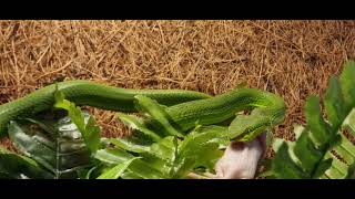 Trimeresurus albolabris eating mause 😍😍😍 [upl. by Johiah845]