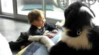 Baby Laughing Hysterically at Newfoundland Dog [upl. by Valonia]