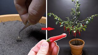 Growing PES PEPPER Time Lapse  158 Days [upl. by Earas]