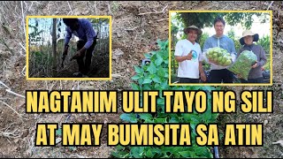 NAGTANIM ULIT TAYO NG SILI AT MAY BUMISITA SA ATIN [upl. by Croft111]