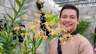 Dendrobium discolor anggrek spesies dengan banyak varian broomfildi tanimbar merauke [upl. by Ymmik]