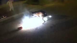 Stupid dog eating fireworks [upl. by Trebmal374]