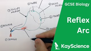 The Reflex Arc  GCSE Biology  kaysciencecom [upl. by Ididn398]