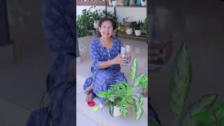 Fertilizing Indoor Water Plants shorts [upl. by Homans]