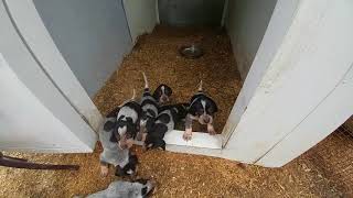 Bluetick Coonhound puppies 4 weeks old [upl. by Gittel530]