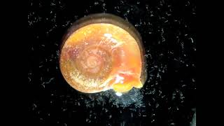 Snail releasing its schistosome parasites [upl. by Caresse]