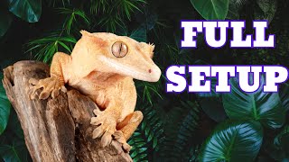 Crested Gecko Setup [upl. by Jamieson]