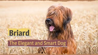 Briard – The Elegant and Smart Dog [upl. by Law]