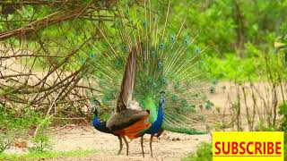 amazing peacock dancing मोर नृत्य Peacock Dance Complete peacockdance Pfau schlägt Rad [upl. by Bushore]