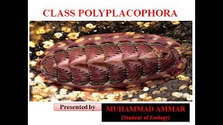 Class PolyplacophoraChitons [upl. by Oironoh]