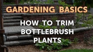 How to Trim Bottlebrush Plants [upl. by Nerual647]