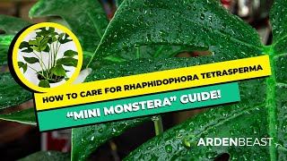 Complete Guide to Rhaphidophora Tetrasperma How to Care amp Grow for “Mini Monstera” [upl. by Torrin]