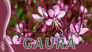 A Simple Guide to Growing GAURA Oenothera lindheimeri quotWandflowerquot quotIndianfeatherquot 🌸🏡🐝 [upl. by Nnorahs]