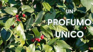 Cura e coltivazione della profumatissima Sarcococca 😍 [upl. by Crofton]