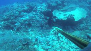 Spearfishing Cairns Australia  Tully Productions [upl. by Kerwon]