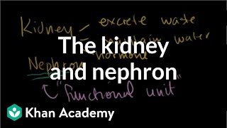 RENAL PATHOLOGY Part 3  Glomerulonephritis PATHOGENESIS [upl. by Tneicniv]