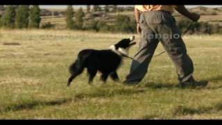 🐕ADIESTRAMIENTO CACHORROS📕Y border collie en PASTOREO [upl. by Jenelle]