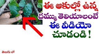 Cocculus hirsutus or Doosariteega health benefits in telugu  Telugu World Visite [upl. by Peacock]