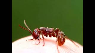 Red Amazon Ant Biting My Finger [upl. by Raney535]