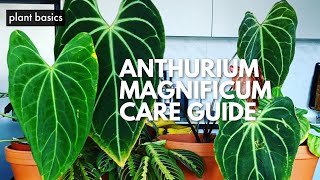 My Anthurium Magnificum Care Guide [upl. by Joshi]