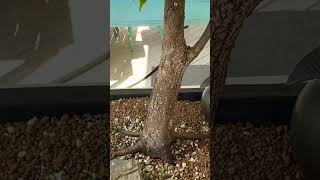 Hornbeam PreBonsai with leader branch Any potential bonsai bonsaitree prebonsai garden [upl. by Eugenius853]