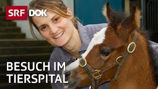 Patienten auf vier Beinen – Besuch im Tierspital Zürich  Reportage  SRF [upl. by Avat]