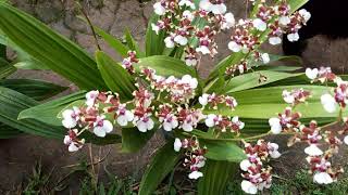 minhas oncidium sharry baby floração [upl. by Carlynne382]