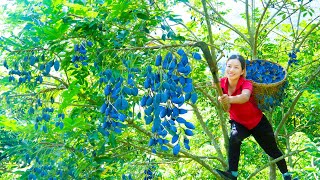 Harvest black Canarium fruit go to the market sell  Stirfried Meat Canarium  Phương Daily Life [upl. by Anelat]