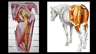 Muscle of Hind limb  Hip and Thigh  NDVSU  1st Year ANATOMY Lecture [upl. by Ytsud]