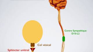 Physiologie de la miction [upl. by Narej563]