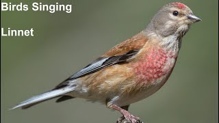 Birds Singing  Linnet  Sounds of Nature [upl. by Mathews]