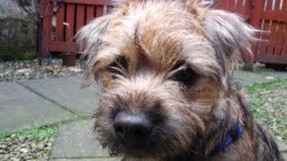 Ted the border terrier puppy on the frost [upl. by Georgeanna]