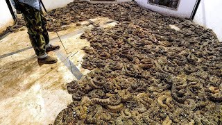 He Found 45 Rattlesnakes Under the Floor Of His House You Won’t Believe What He Did With Them [upl. by Aicnetroh]