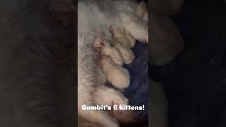 Ragdoll Cat with Newborn Ragdoll Kittens 🐱 [upl. by Lyrpa]