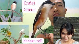 Kenari gacor cendet Gacor pakai vitamin ini [upl. by Yerfdog]