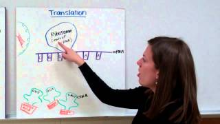 RNA Protein Synthesis [upl. by Almena]