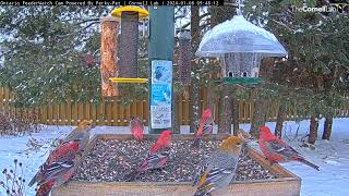 Pine Grosbeaks Pack The Platform Feeder In Ontario – Jan 8 2024 [upl. by Meng]