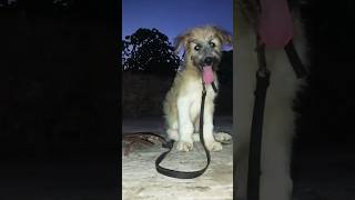 are bhai Sham ka najara bahut achcha hai 🐕Hobo Doggyy youtube shortvideoviral [upl. by Alexa]