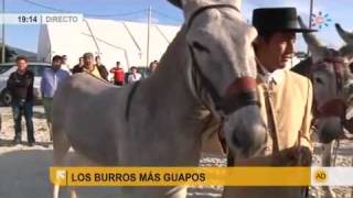 Los burros más guapos [upl. by Bohun]