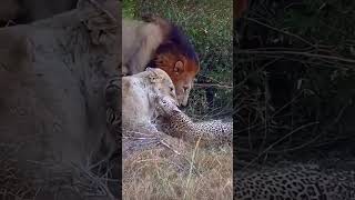 Lions Caught A Leopard🐆😱😳lionhunt leopard wildlion [upl. by Madalena104]