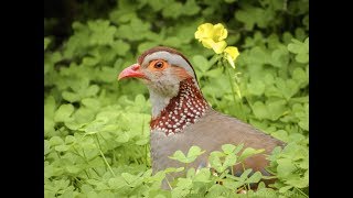 Golden Pheasant  Beautiful Pheasant  Colorful Bird birds shorts [upl. by Buffo]