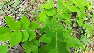 Gliricidia Sepium plantsGreen Manure plantsGiri Pushpa [upl. by Hendon555]