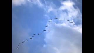 Best Baseball Walk Up Song Birds Flying High [upl. by Eenobe]