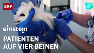 Herzschrittmacher oder Notkaiserschnitt – Alltag in einer Tierklinik  Einstein  SRF Wissen [upl. by Ecinej]