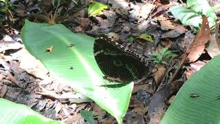 ヘレノールモルフォMorpho helenor ナポ・アプヤ 20181022 Apuya Napo Butterfly of Ecuador [upl. by Ynes712]