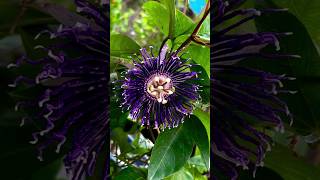 🌿🌹🌿beautiful Passion Flower motivation gardening flowercaretips [upl. by Latrice]